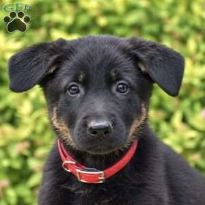 Rosie, German Shepherd Puppy
