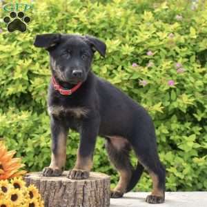 Rosie, German Shepherd Puppy