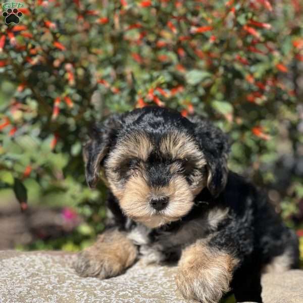 Logan, Yorkie Poo Puppy