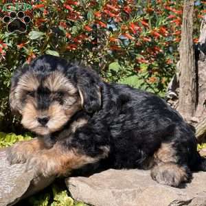 Logan, Yorkie Poo Puppy