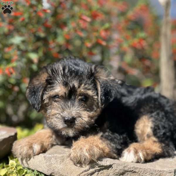 Luca, Yorkie Poo Puppy