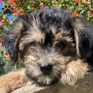 Luca, Yorkie Poo Puppy