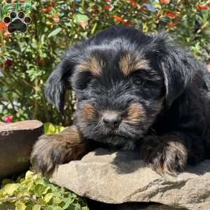 Luis, Yorkie Poo Puppy