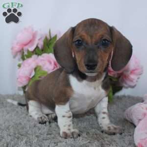 Kallie, Dachshund Puppy