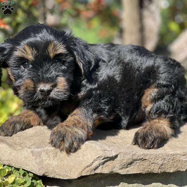 Luis, Yorkie Poo Puppy