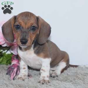Kallie, Dachshund Puppy