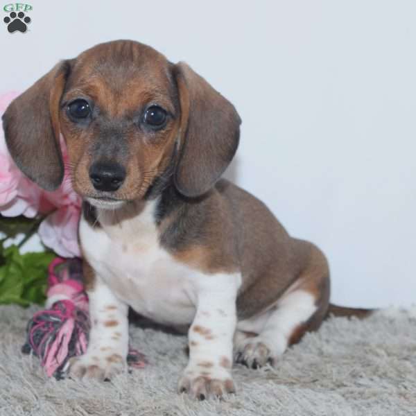 Kallie, Dachshund Puppy