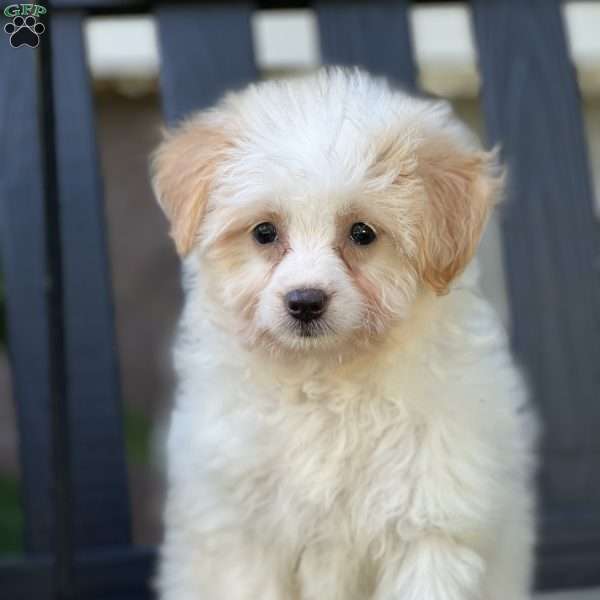 Lollipop, Pomapoo Puppy