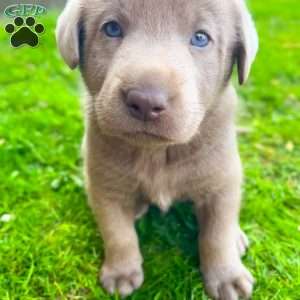 Penny, Silver Labrador Retriever Puppy