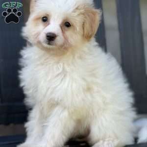 Lollipop, Pomapoo Puppy