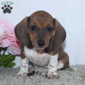 Kallie, Dachshund Puppy