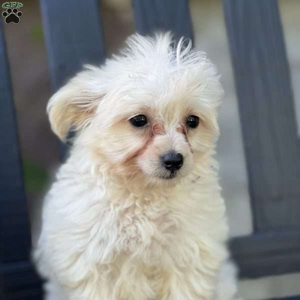 Lucy, Pomapoo Puppy