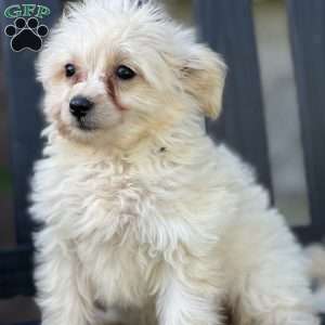 Lucy, Pomapoo Puppy
