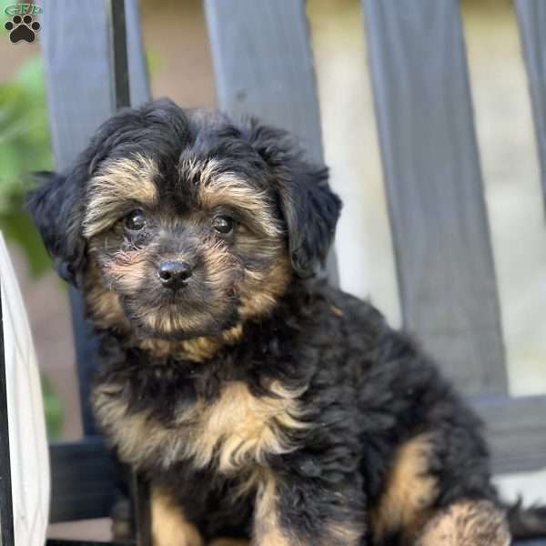 Lloyd, Pomapoo Puppy