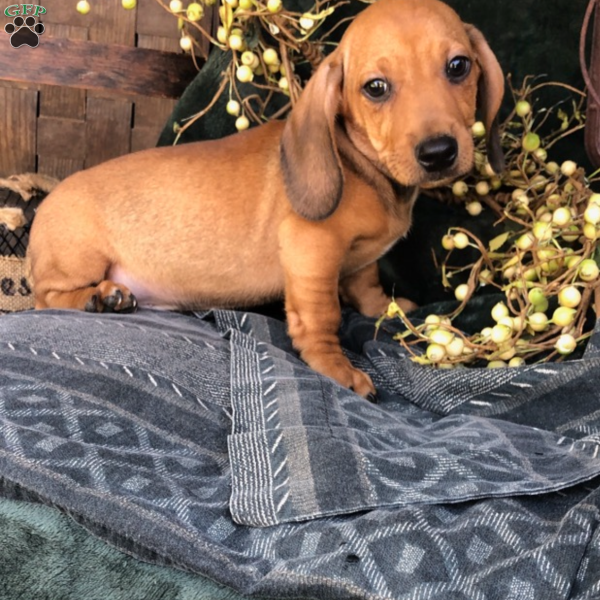 Bentley, Dachshund Puppy