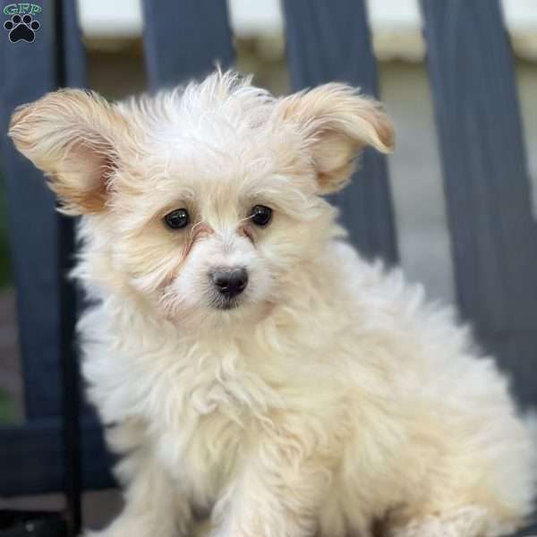 Liam, Pomapoo Puppy