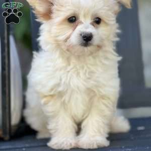Liam, Pomapoo Puppy