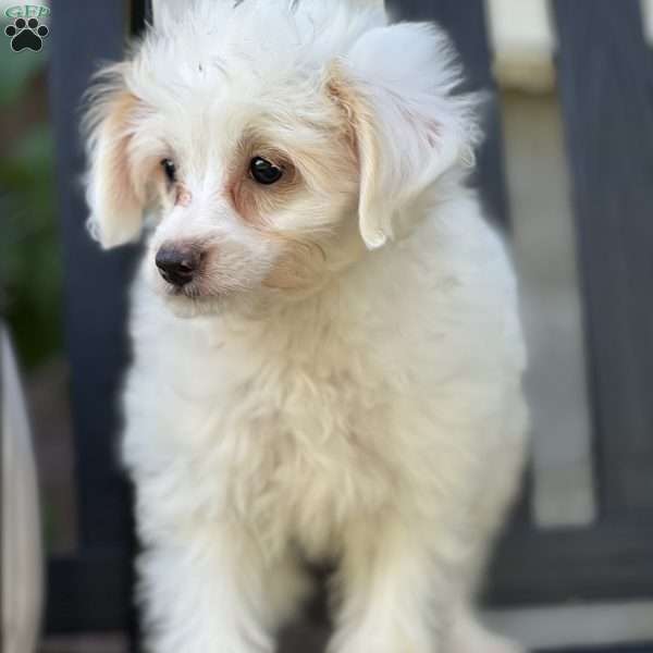 Levi, Pomapoo Puppy