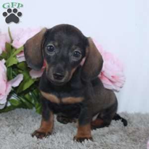 Karla, Dachshund Puppy