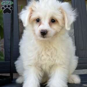 Levi, Pomapoo Puppy