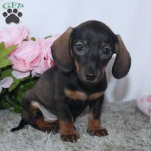 Karla, Dachshund Puppy