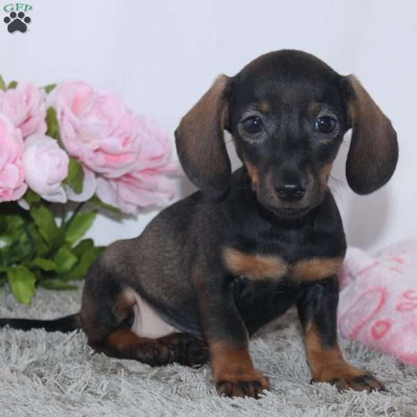Karla, Dachshund Puppy