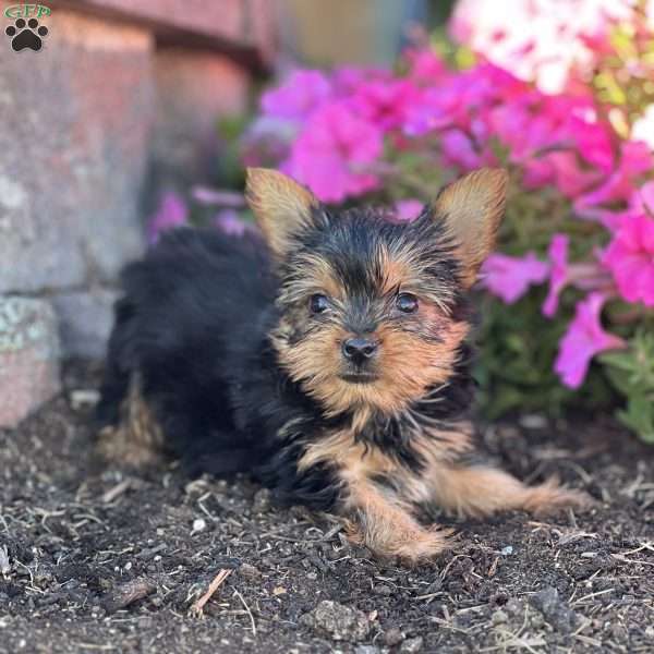 Bree, Yorkie Puppy