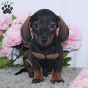 Karla, Dachshund Puppy