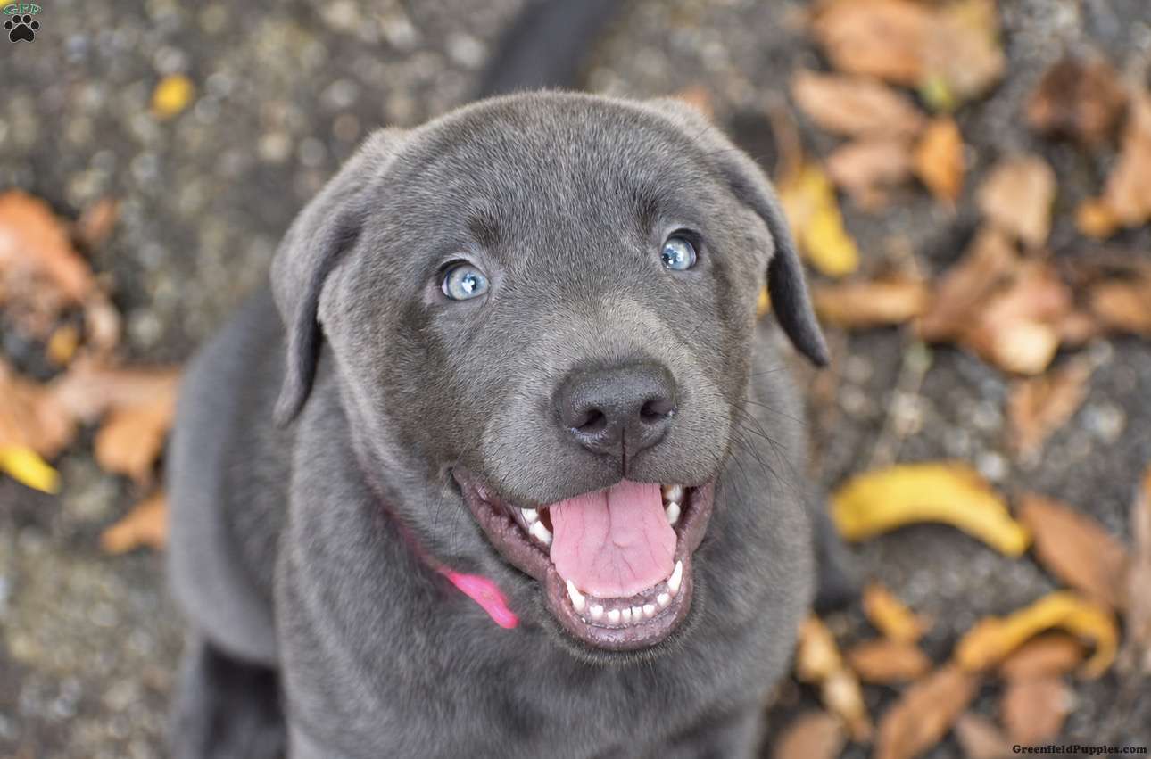 Meadow (Labrador, Female) in Honey Brook, PA