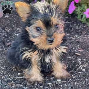 Bree, Yorkie Puppy