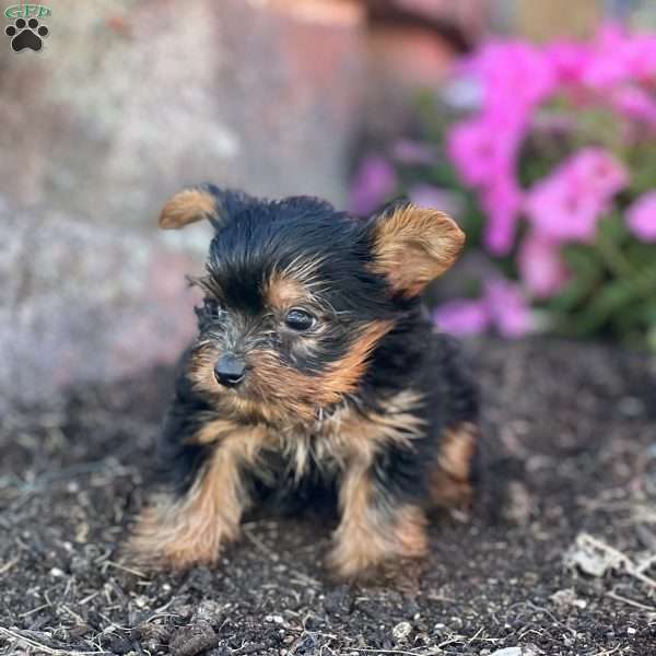 Bear, Yorkie Puppy