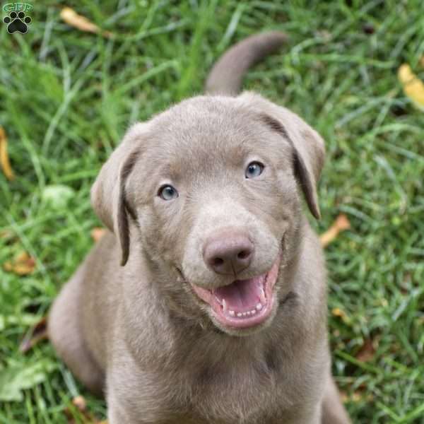 Thunder, Silver Labrador Retriever Puppy