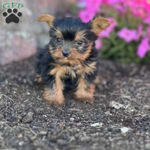 Bear, Yorkie Puppy
