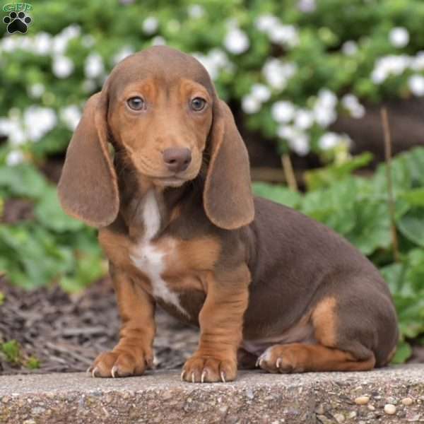 Trooper-Mini, Dachshund Puppy