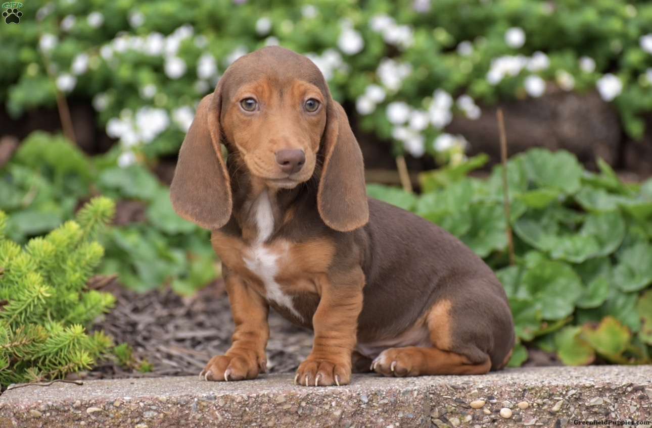 Trooper-Mini (Dachshund, Male) in Gordonville, PA