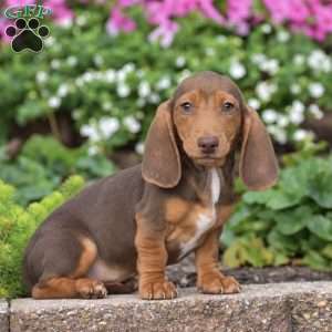 Trooper-Mini, Dachshund Puppy