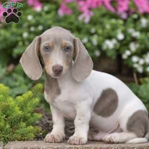 Tiger-Mini, Dachshund Puppy