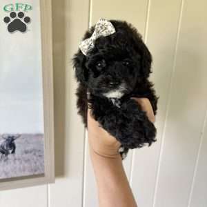 Ruby, Toy Poodle Puppy