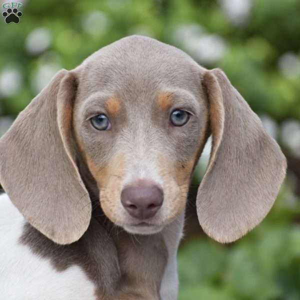 Tiger-Mini, Dachshund Puppy