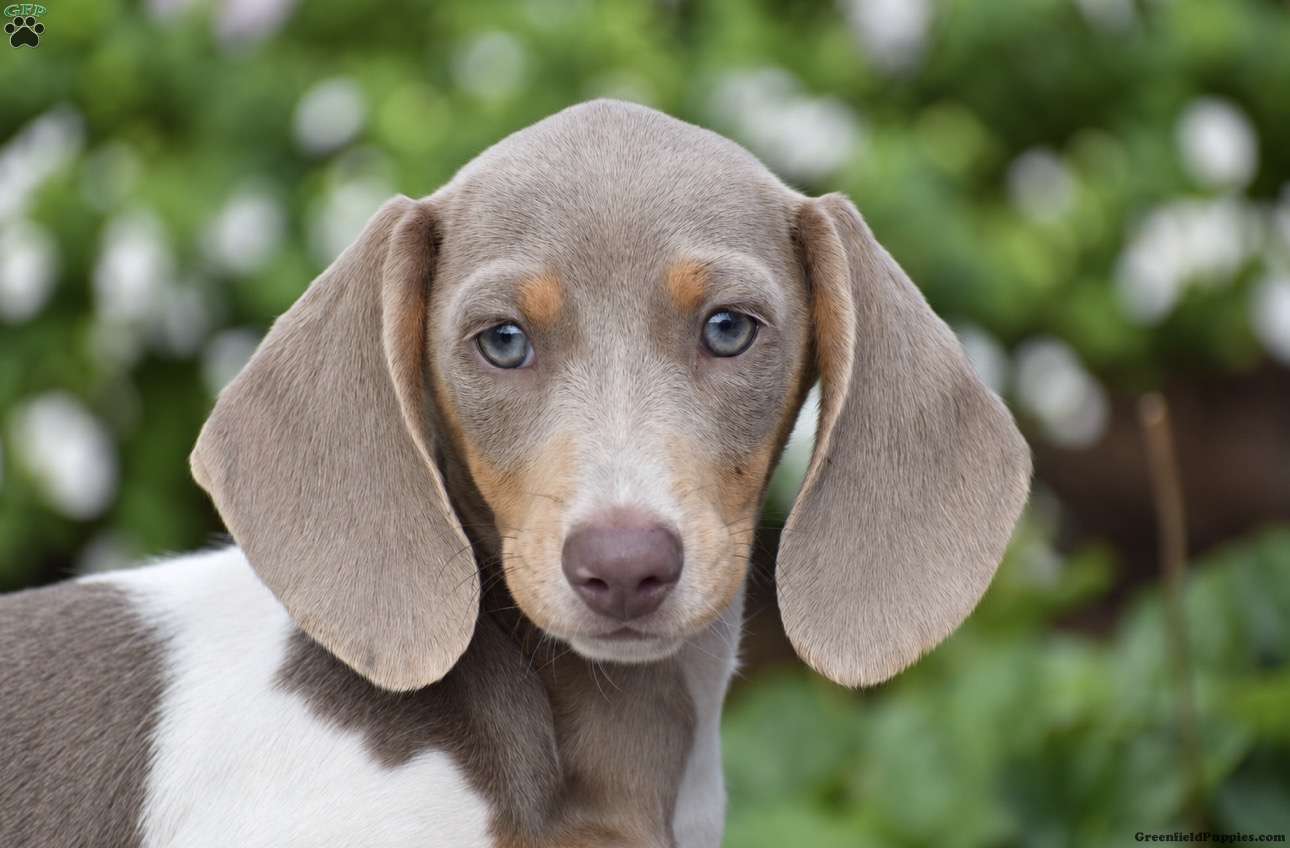 Tiger-Mini (Dachshund, Male) in Gordonville, PA