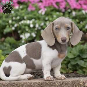 Tiger-Mini, Dachshund Puppy