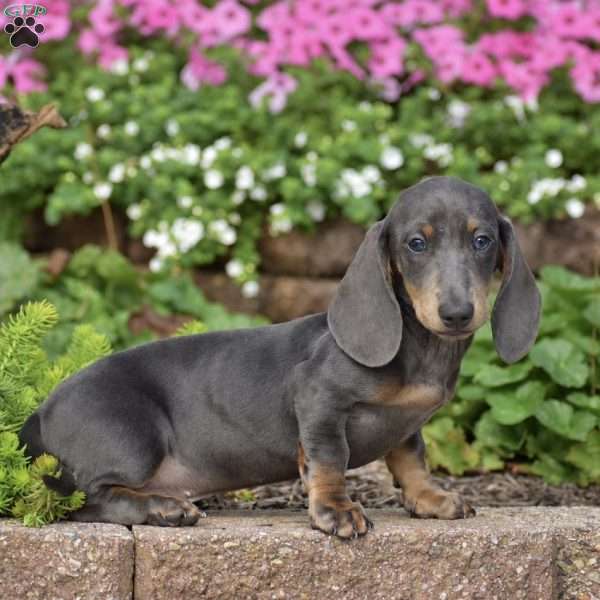 Duke – Mini, Dachshund Puppy