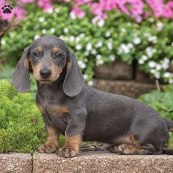 Diesel – Mini, Dachshund Puppy