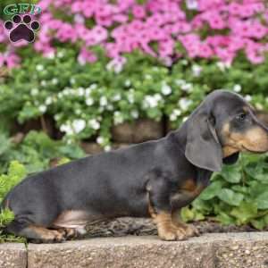 Diesel – Mini, Dachshund Puppy