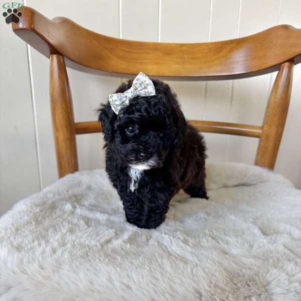 Ruby, Toy Poodle Puppy
