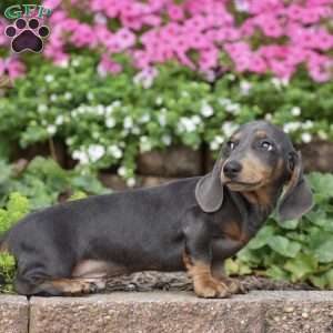 Diesel – Mini, Dachshund Puppy