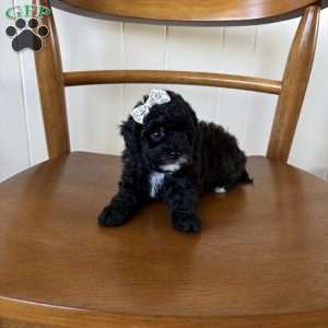 Ruby, Toy Poodle Puppy