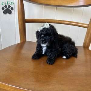 Ruby, Toy Poodle Puppy