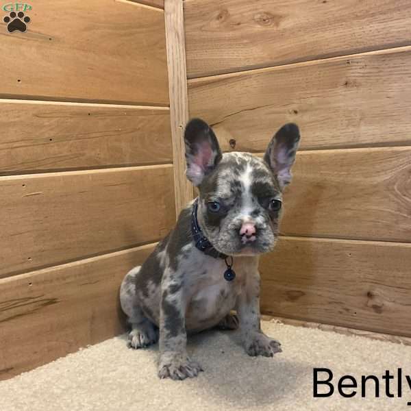 Boone, French Bulldog Puppy