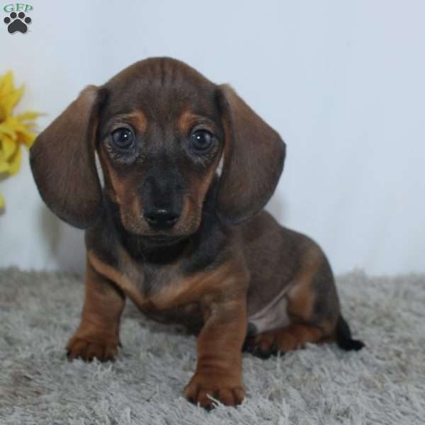 Kadin, Dachshund Puppy